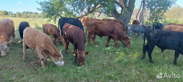 Быки герефорды абердины сементалы