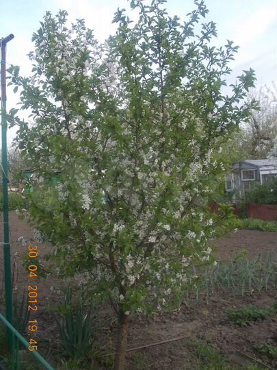 Дача 20 м² на участке 6 сот.