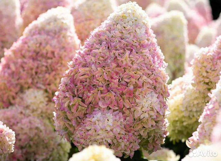 Гортензия метельчатая в ассортименте