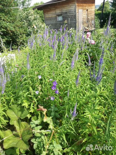 Ирисы фиалки колокольчики флоксы безвременники