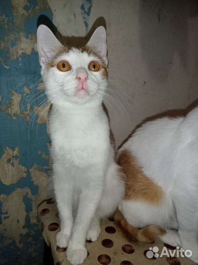 Котик отдам