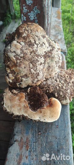 Агарикус порошок