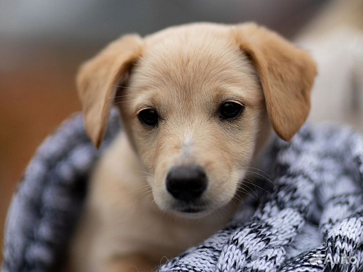 Щенок в добрые руки
