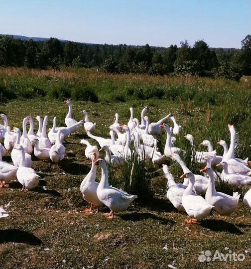 Муларды утки гуси