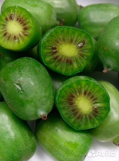 Саженцы актинидии