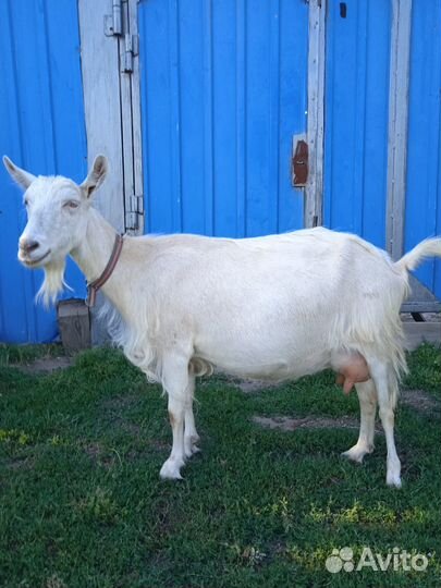Коза дойная зааненка