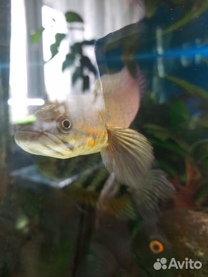 Змееголовы Красная Луна и сомы Трахелиоптерус