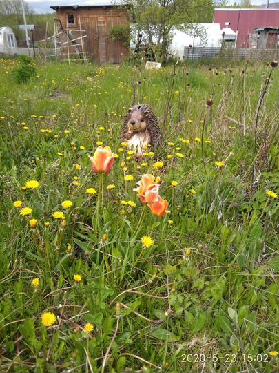 Дача 20 м² на участке 5,2 сот.