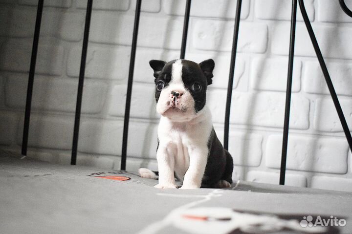 Boston terrier puppy