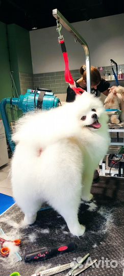 Немецкий шпиц вязка кобель