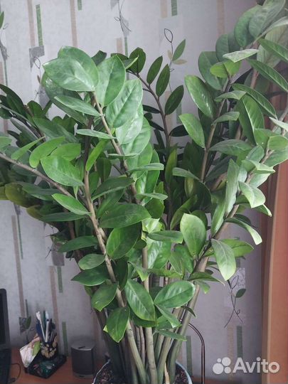 Долоровое дерево