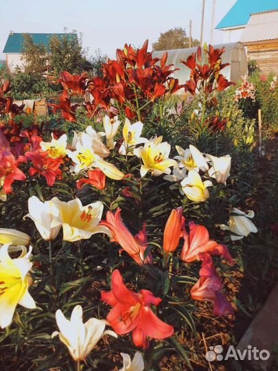 Лилии, флоксы, луковицы Нарциссов оптом