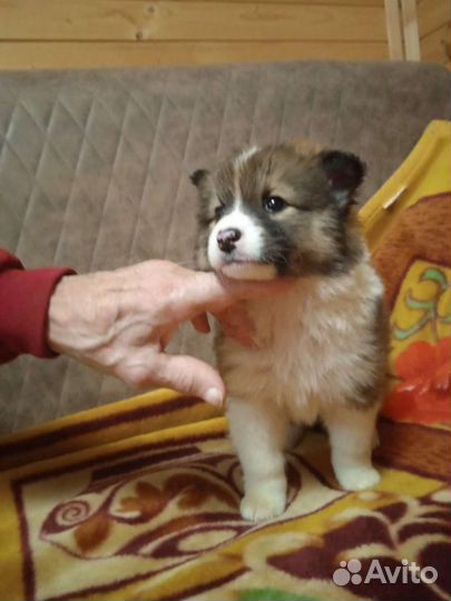 Малыши-1.5 мес