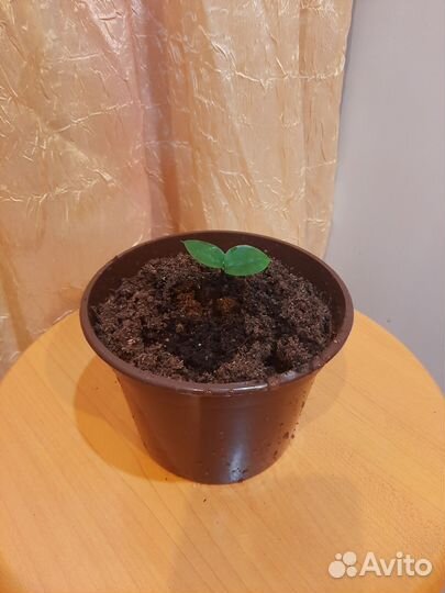 Замиокулькас