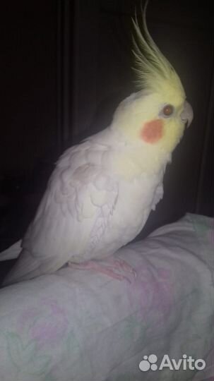 Птенцы корелла