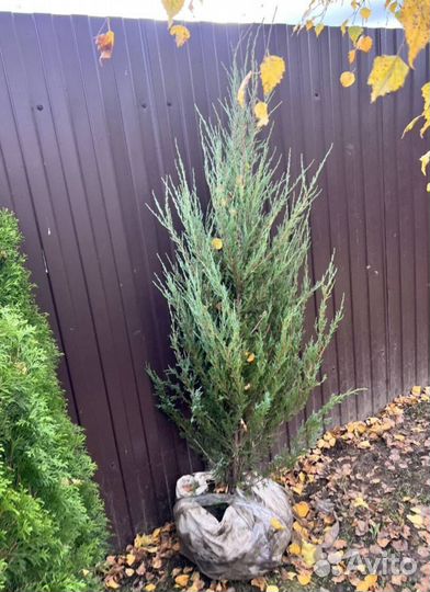 Можжевельник колоновидный Блю Эрроу