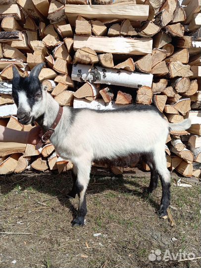 Козлята Ламанча