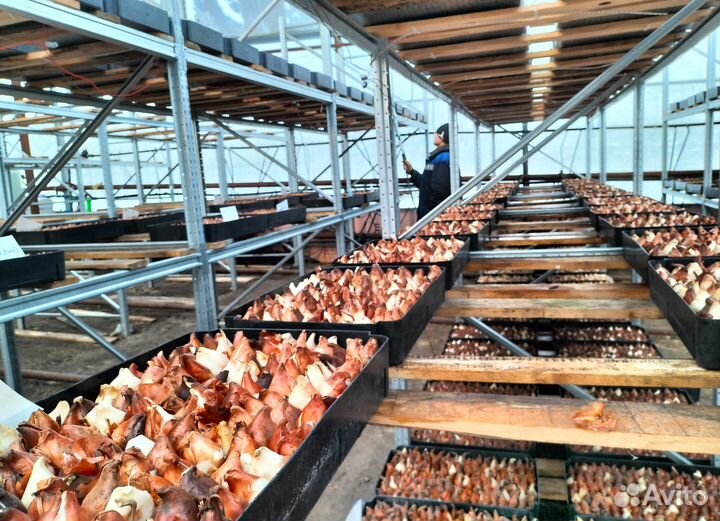 Луковицы тюльпанов для выгонки