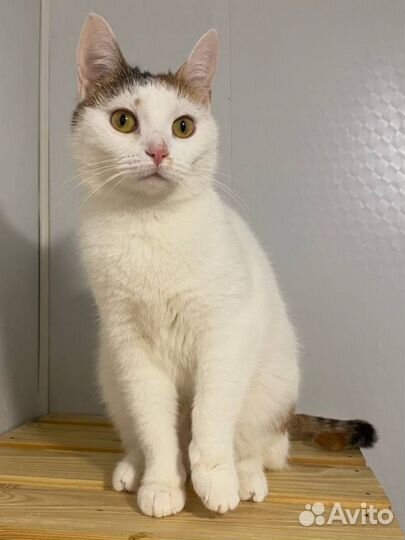 Кнопа - молодая кошечка для добрых людей