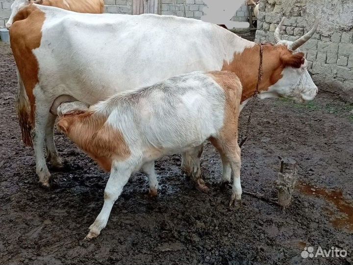 Корова с теленком сементалка