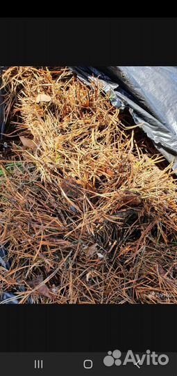 В наличии хвойный опад