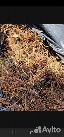 В наличии хвойный опад