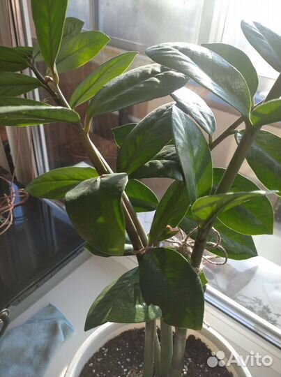 Замиокулькас