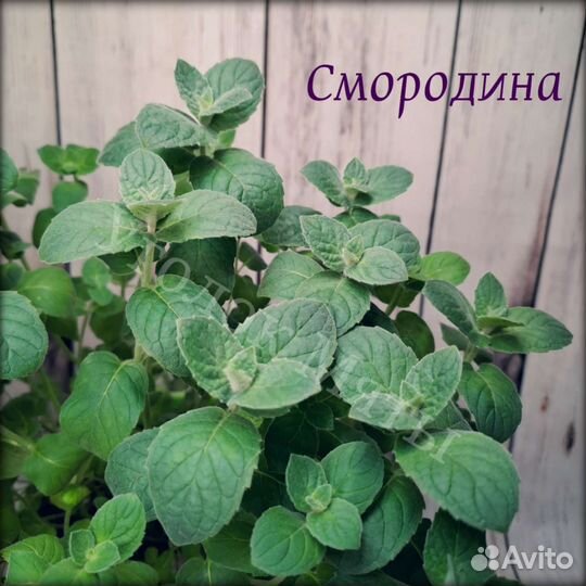 Мята разных вкусов, очень много сортов. Саженцы