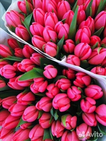 Тюльпаны к 8 марта оптом