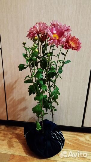 Розовая корейская хризантема