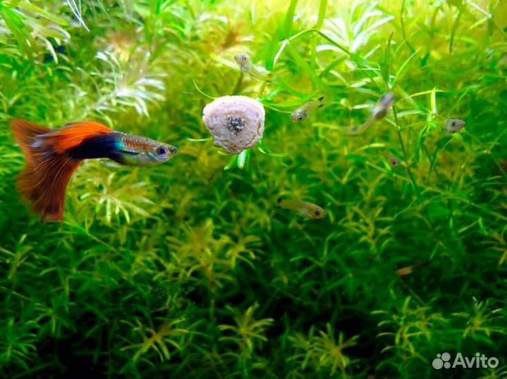 Аквариумные рыбки Гуппи