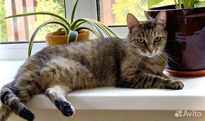 Кошка-ойкакаямурочка Туся в добрые руки