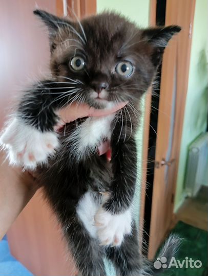 Котята ищут дом