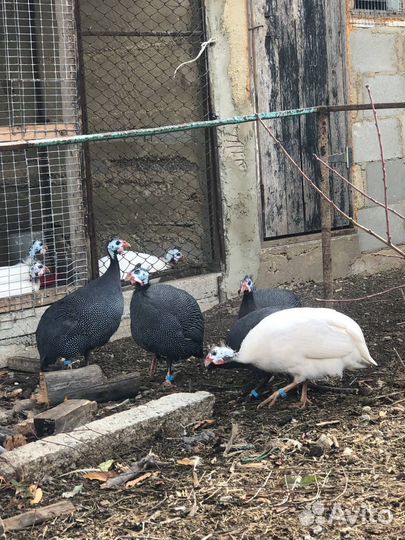 Молодые : цесарки