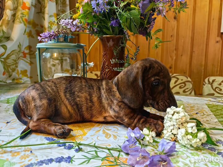 Щенок тигровой таксы