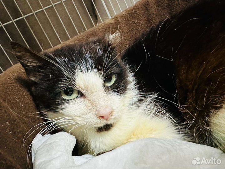 Муся в добрые руки