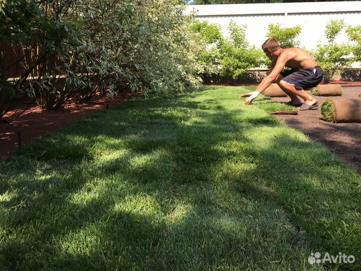 Рулонный газон