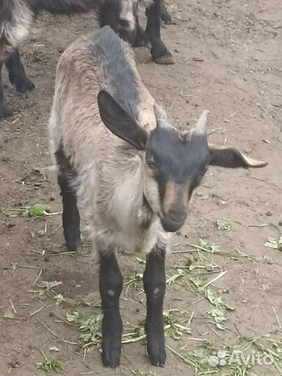 Козлята и молодые козы