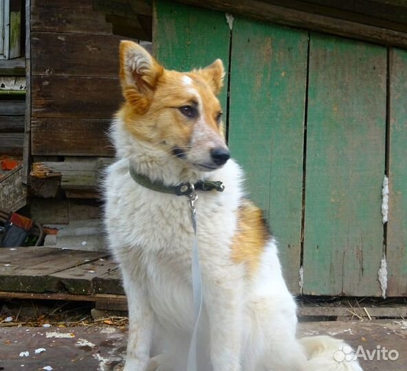 Ница - (стерилизованная)