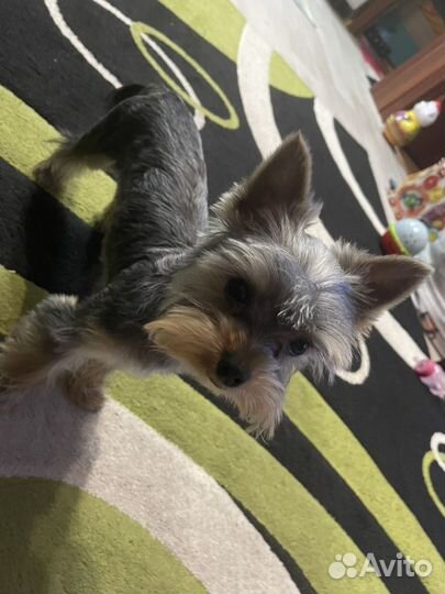 Йоркширский терьер