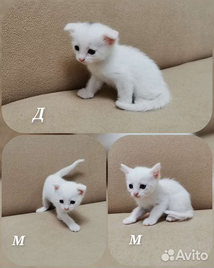 Кошки в добрые руки бесплатно