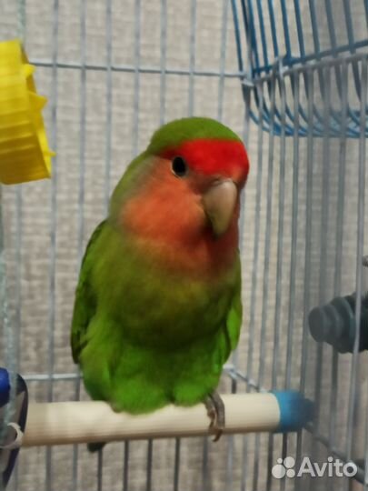 Попугай неразлучник