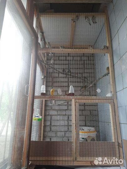 Певчие лесные птицы и гибриды