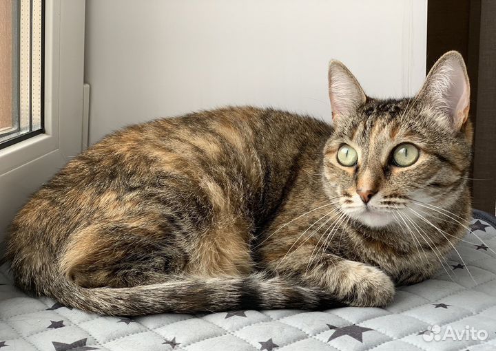 Кошка-ойкакаямурочка Туся в добрые руки