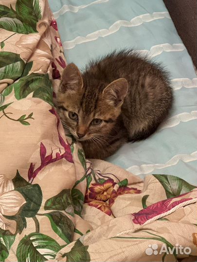 Котик 2 месяца. Отдадим в хорошие руки