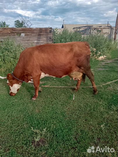 Корова с бычками