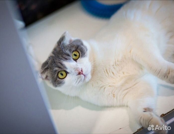 Хлоя ищет семью