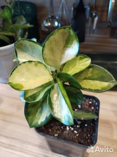 Хойя australis tricolor lisa и Red button