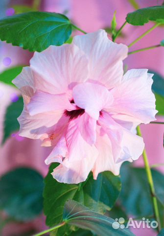 Гибискус китайская роза, сорта