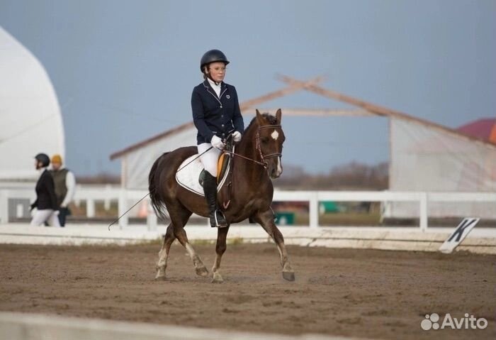 Спортивная кобыла, Уэльский пони, Орлов. ж